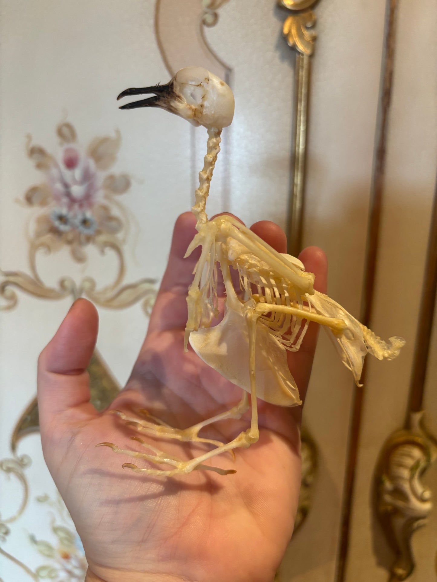 ZEBRA DOVE - Geopilia striata skeleton