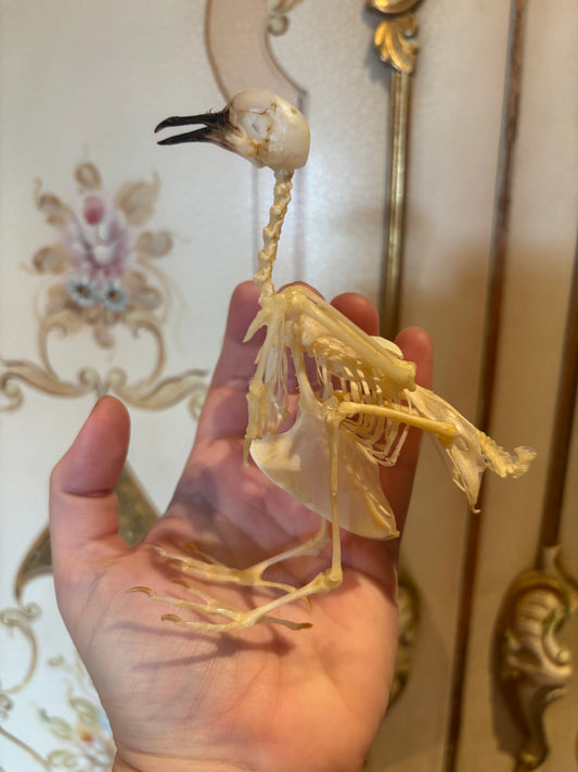 ZEBRA DOVE - Geopilia striata skeleton