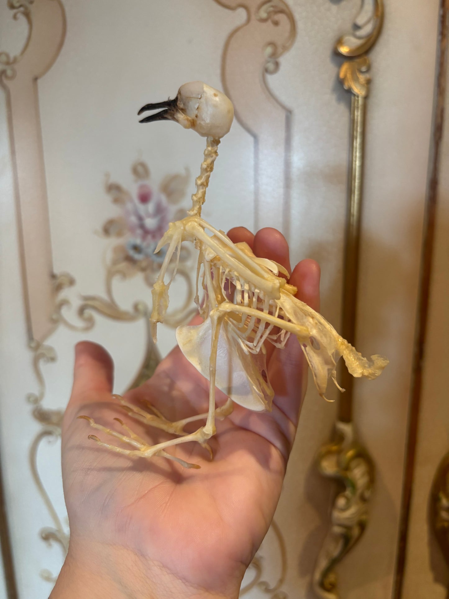ZEBRA DOVE - Geopilia striata skeleton