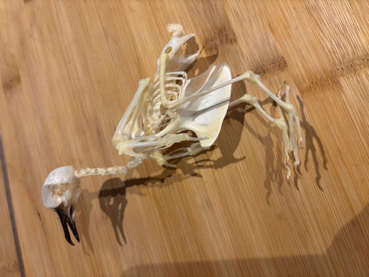 ZEBRA DOVE - Geopilia striata skeleton