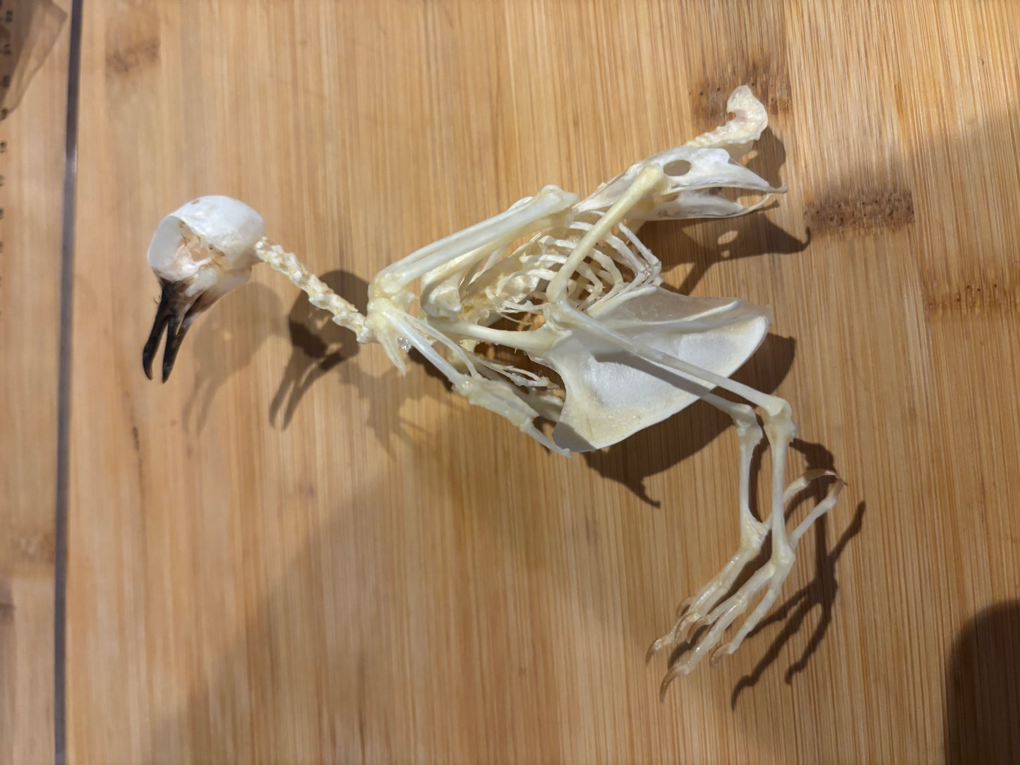 ZEBRA DOVE - Geopilia striata skeleton