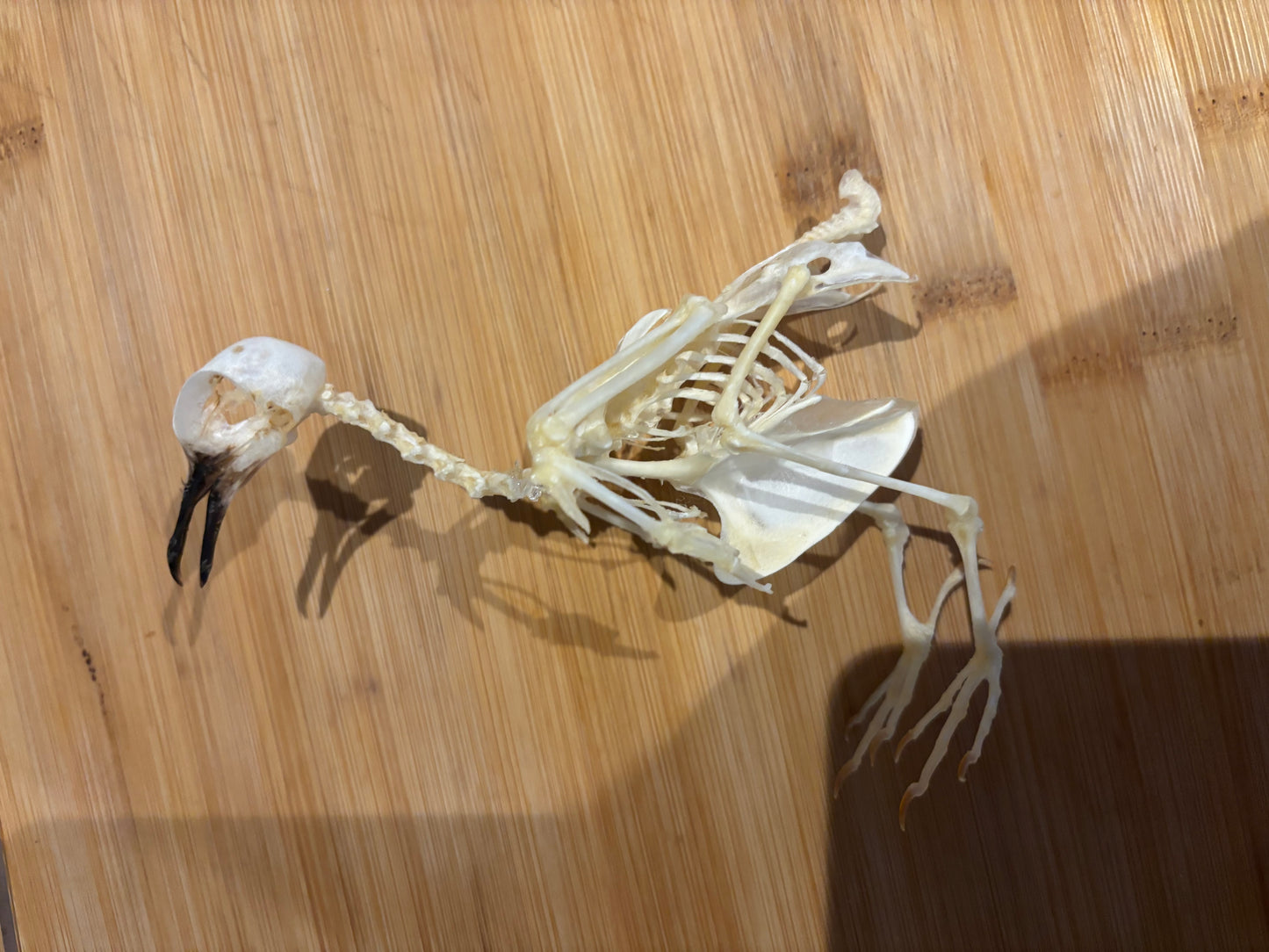 ZEBRA DOVE - Geopilia striata skeleton