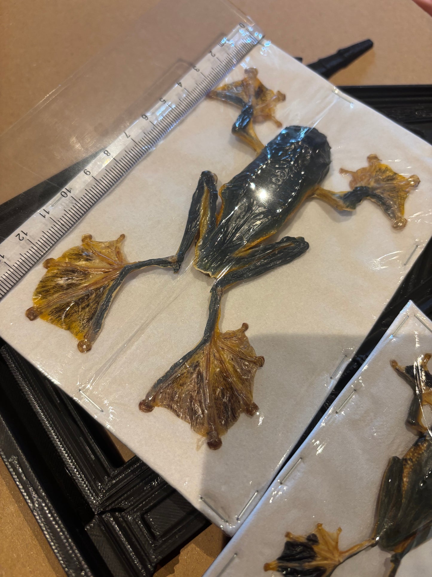 JUMBO FEMALE Reinwardt's flying frog- Rhacophorus reinwardtii specimen