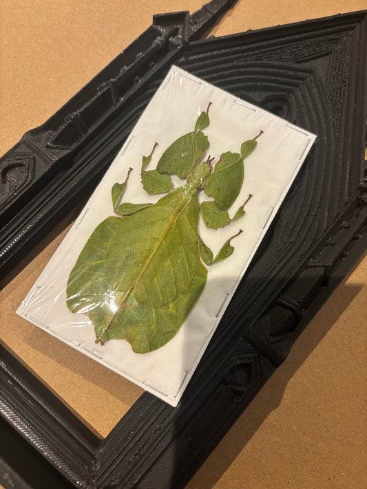 GREEN LEAF BUG - Pulchriphyllium pulchrifolium