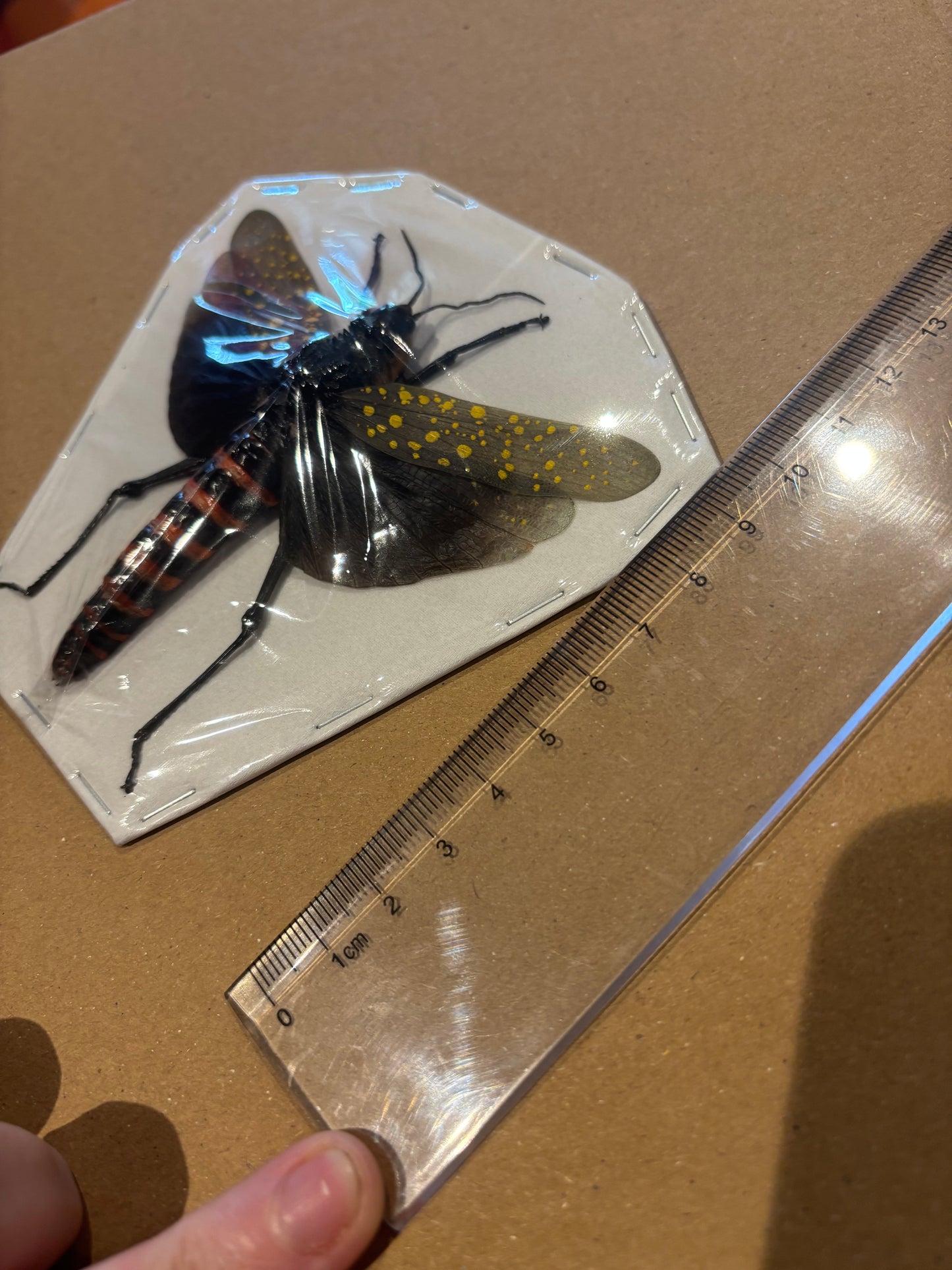 COFFEE LOCUST - Aularches punctatus