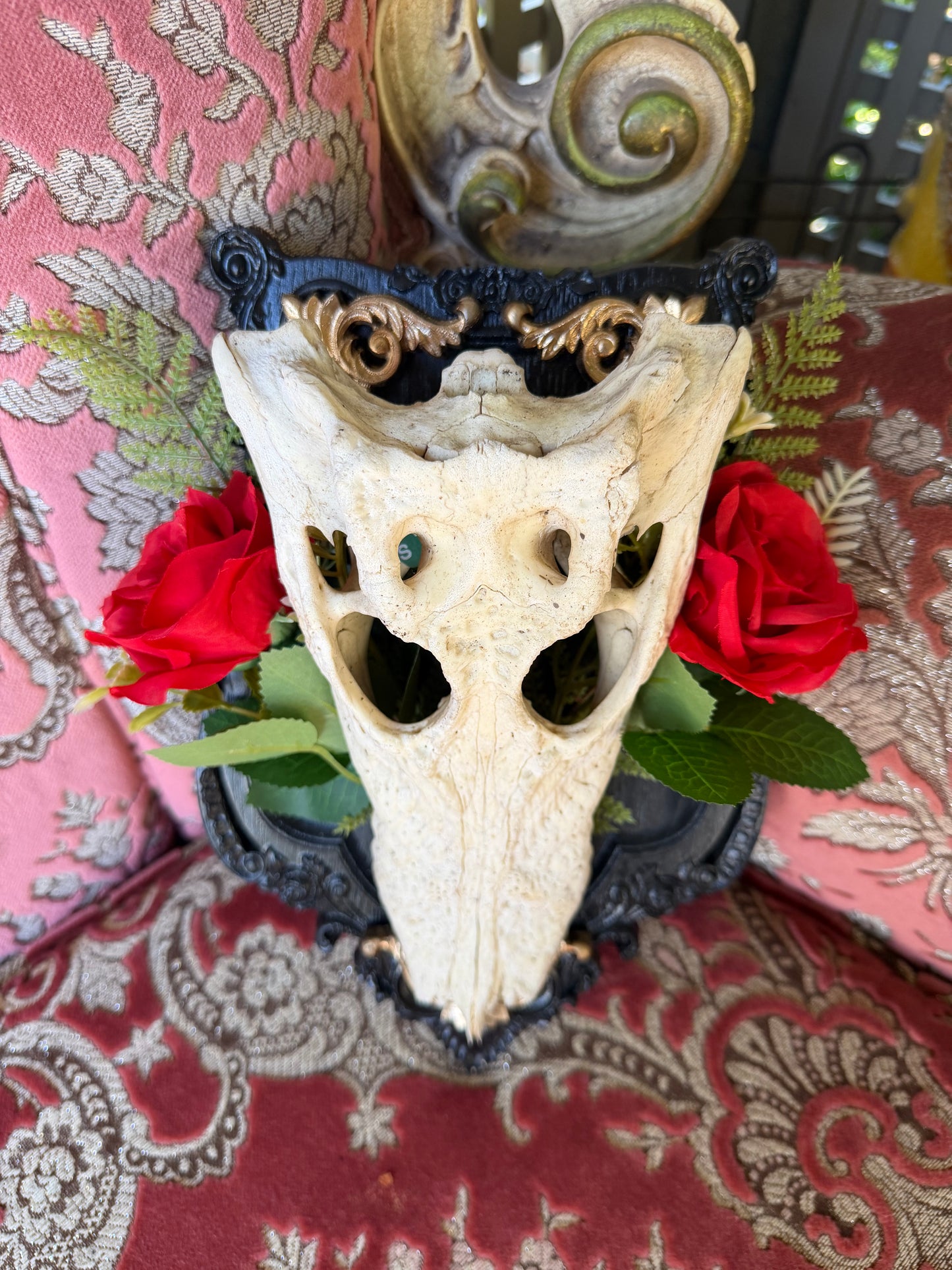 GOLD FERN ROSA - crocodile skull curio with permit
