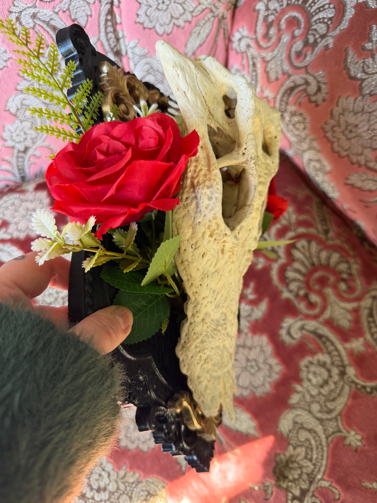 GOLD FERN ROSA - crocodile skull curio with permit