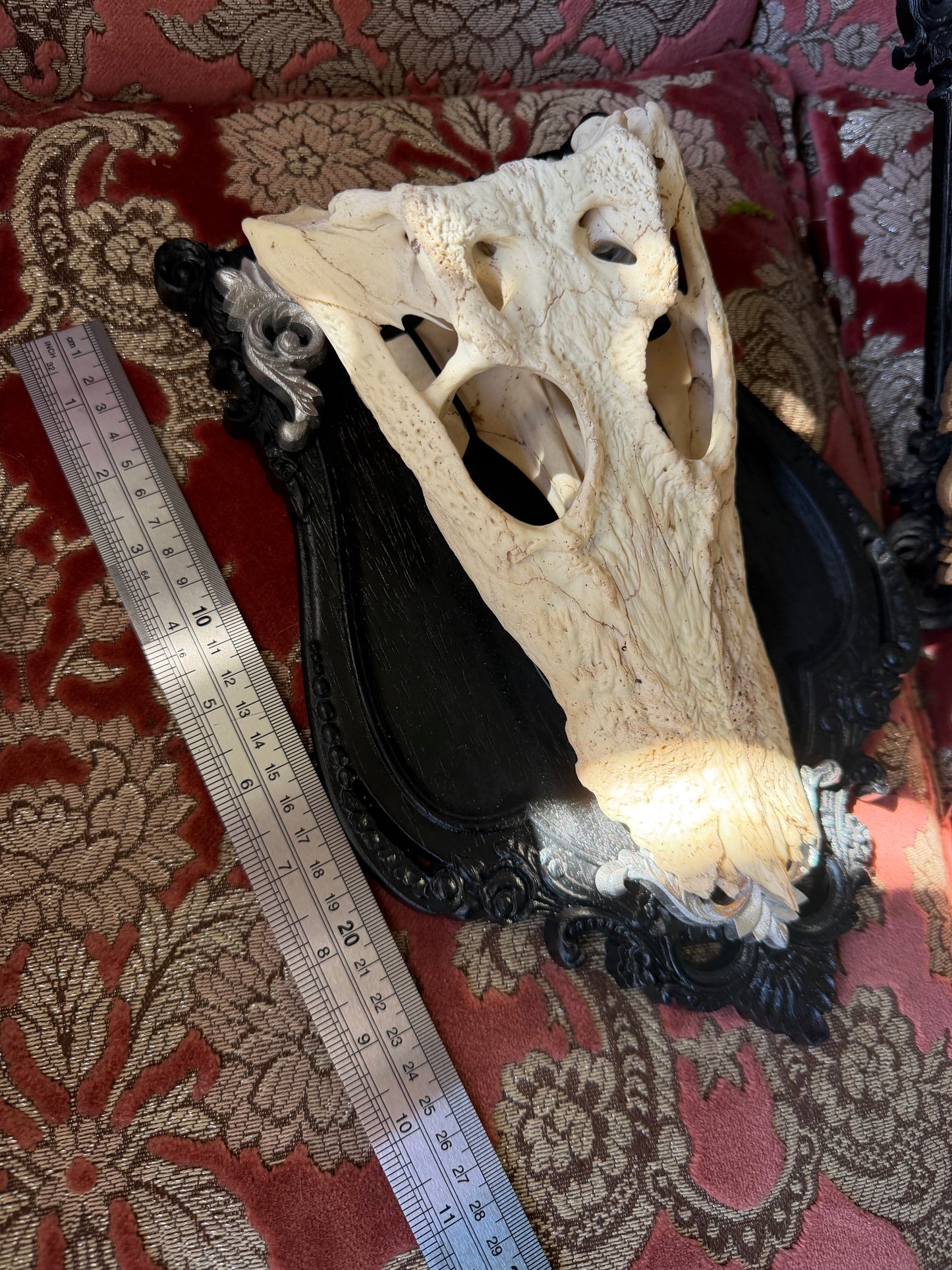 NOIR CROCOIR - crocodile curio with permit