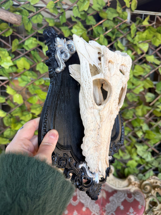 NOIR CROCOIR - crocodile curio with permit